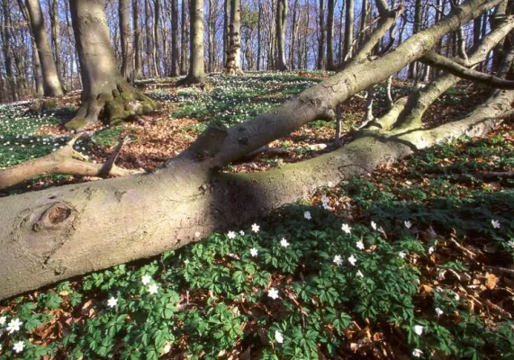 „Wie tickt Natur“ - Veranstaltungen im Frühling Bild: „Wie tickt Natur“ - Veranstaltungen im Frühling