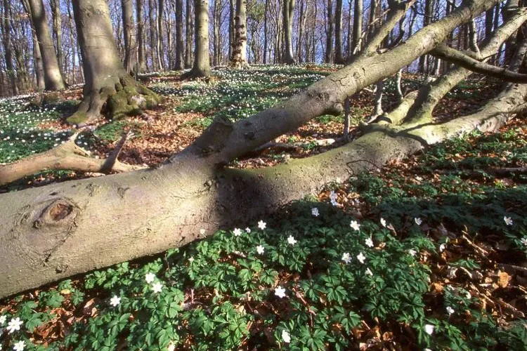 Bild: „Wie tickt Natur“ - Veranstaltungen im Frühling